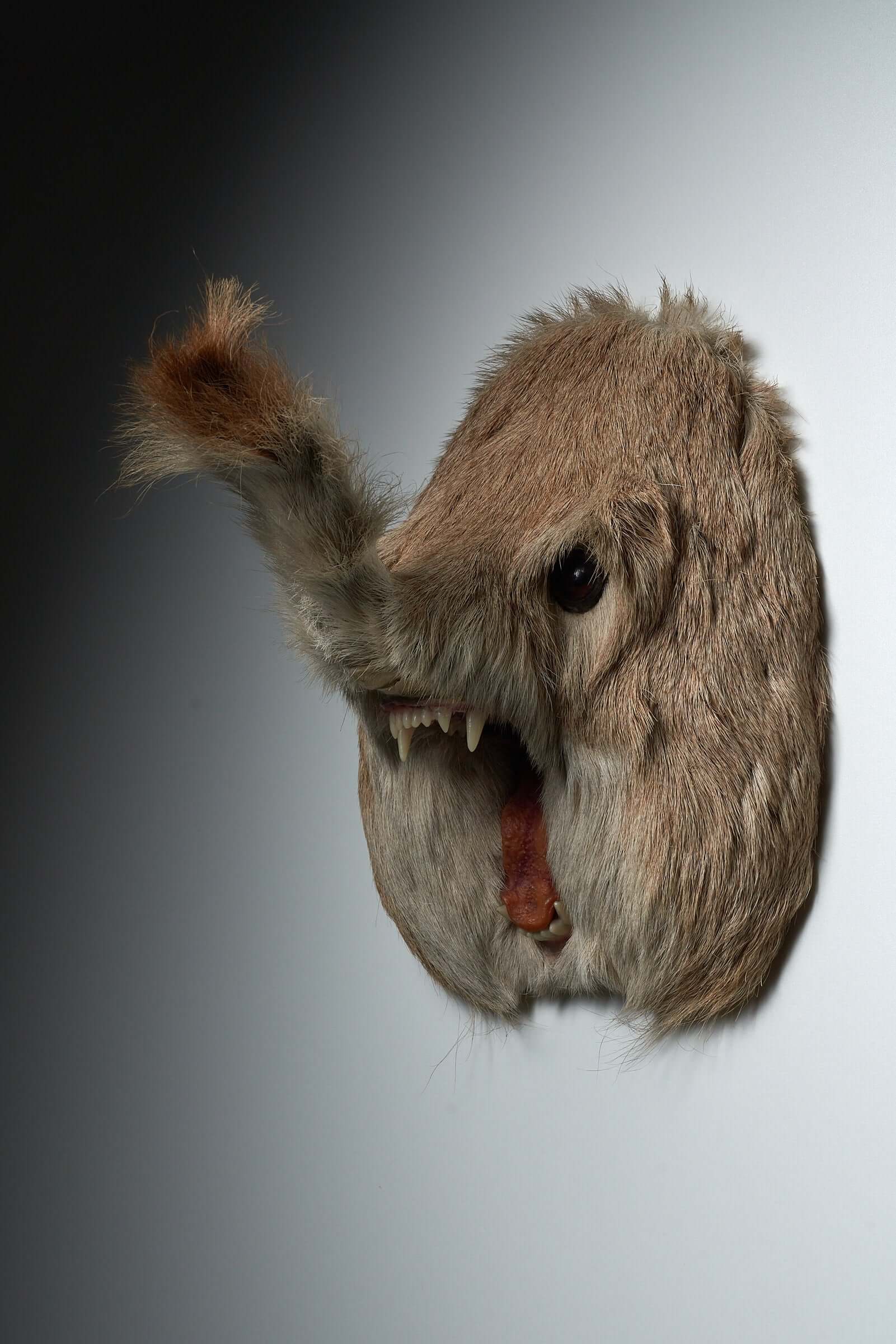 Unique taxidermy hybrid wall mount "Slurfie" with a trunk-like snout, sharp fangs, and expressive eyes, blending reality and fantasy.