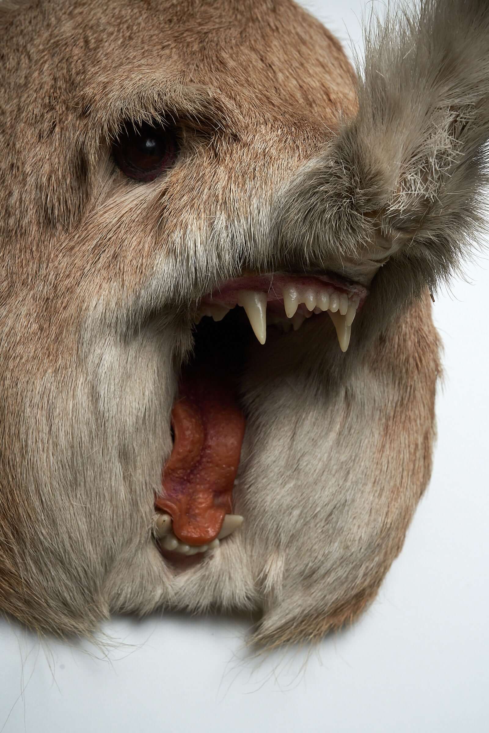 Unique taxidermy hybrid wall mount "Slurfie" with trunk-like snout, sharp fangs, and expressive eyes, blurring reality and fantasy.