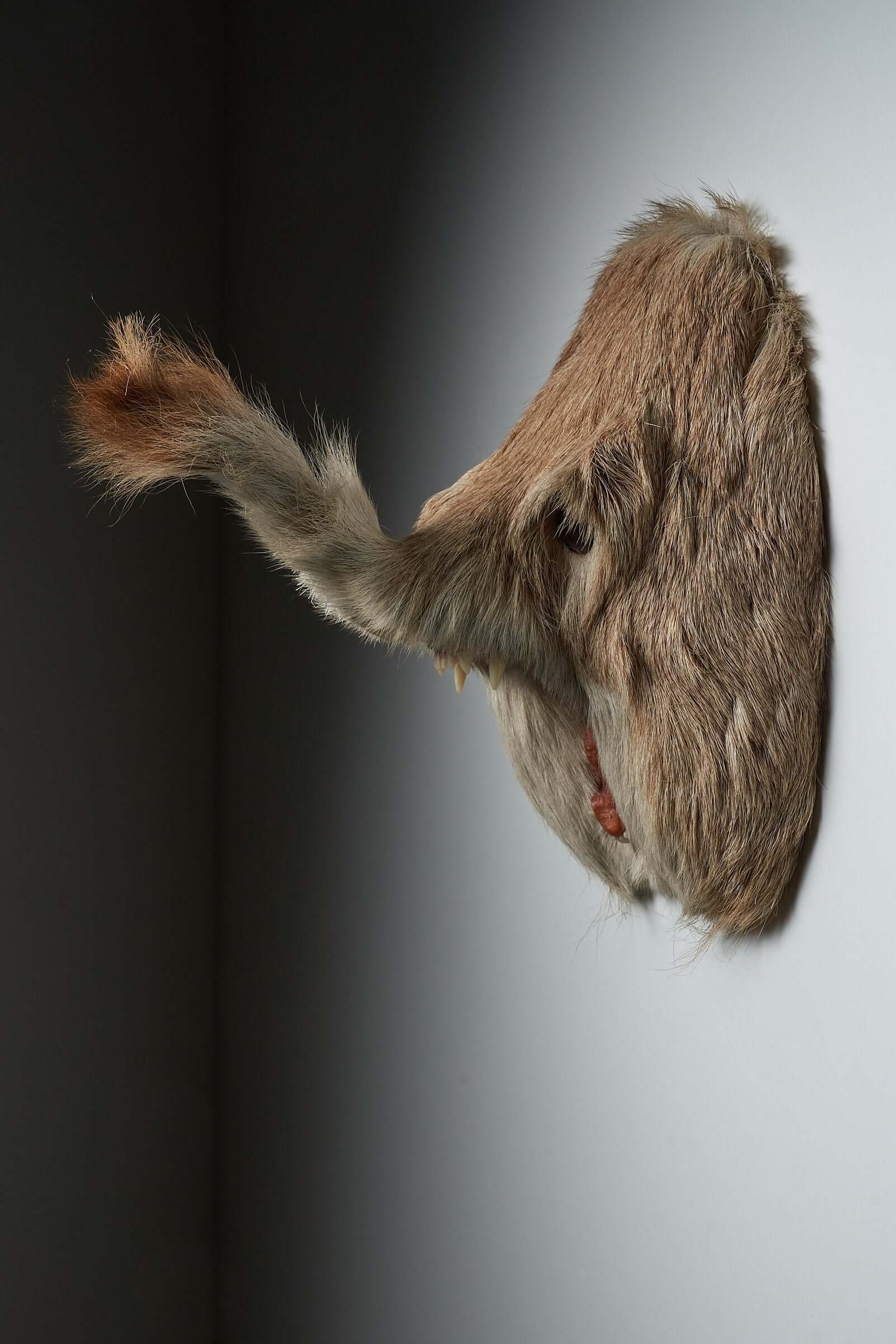 Unique taxidermy hybrid wall mount "Slurfie" with trunk-like snout, sharp fangs, and expressive eyes on display.