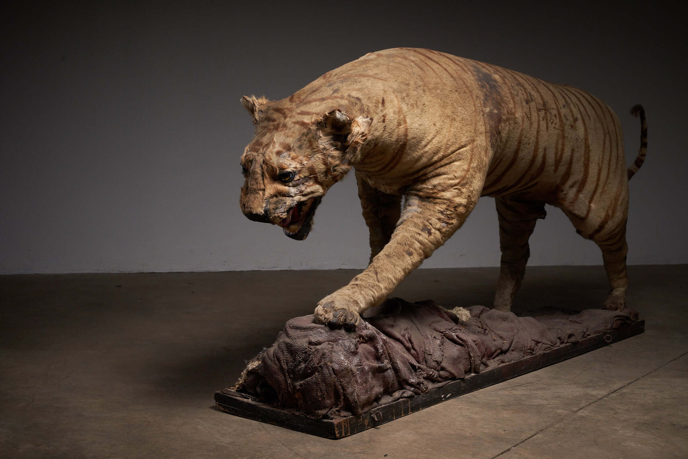 Antique taxidermy tiger display with prey, early 20th century, showcasing realistic detail and artistry in a powerful stance.