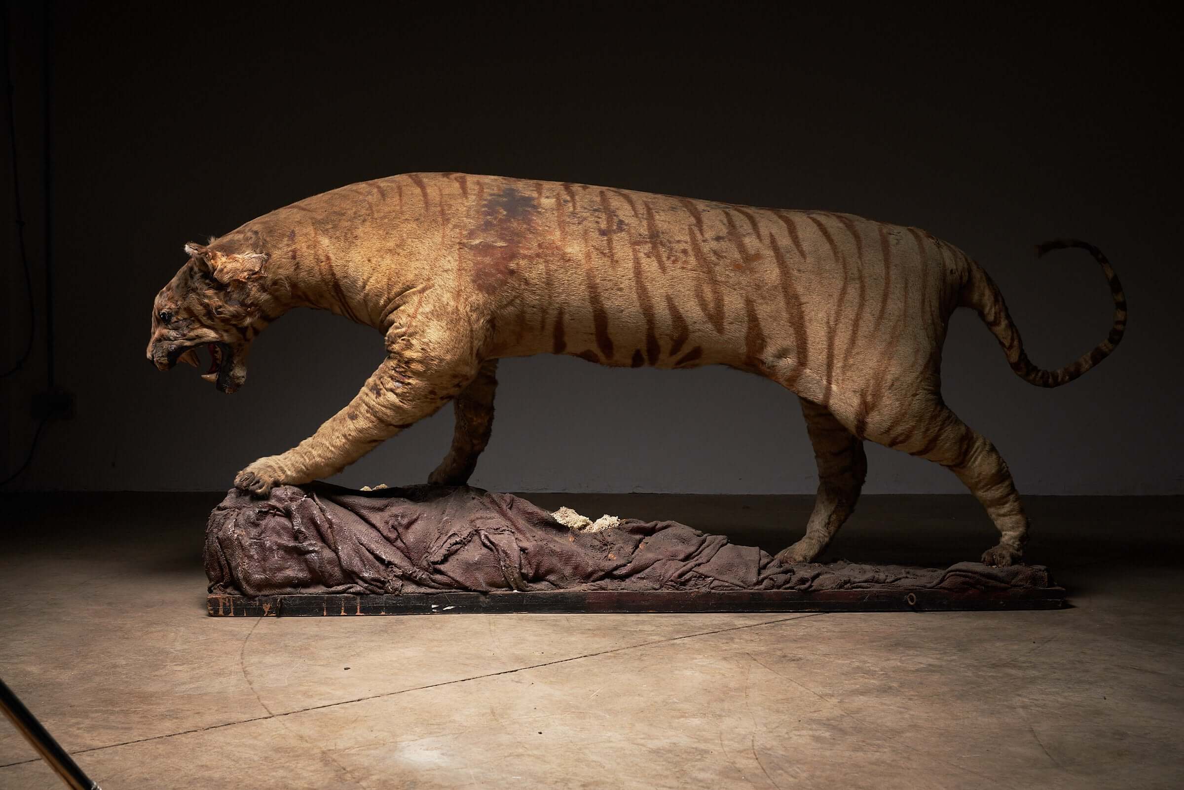 Antique taxidermy tiger with prey, early 20th century, showcasing intricate artistry and the majesty of the jungle.