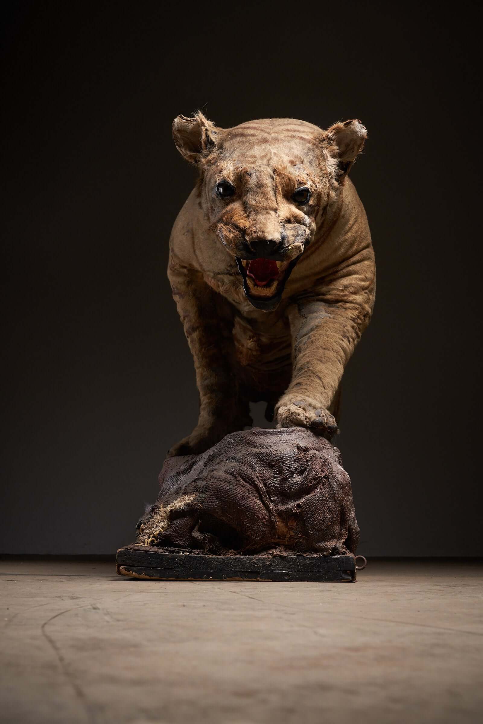 Antique taxidermy tiger display with prey, early 20th century, showcasing realistic details and aged fur, capturing jungle's raw power.