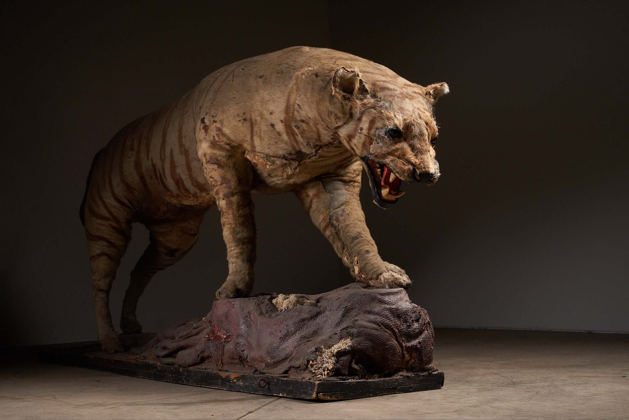 Antique taxidermy tiger display with prey from early 20th century, showcasing realistic details and artistry of natural history.