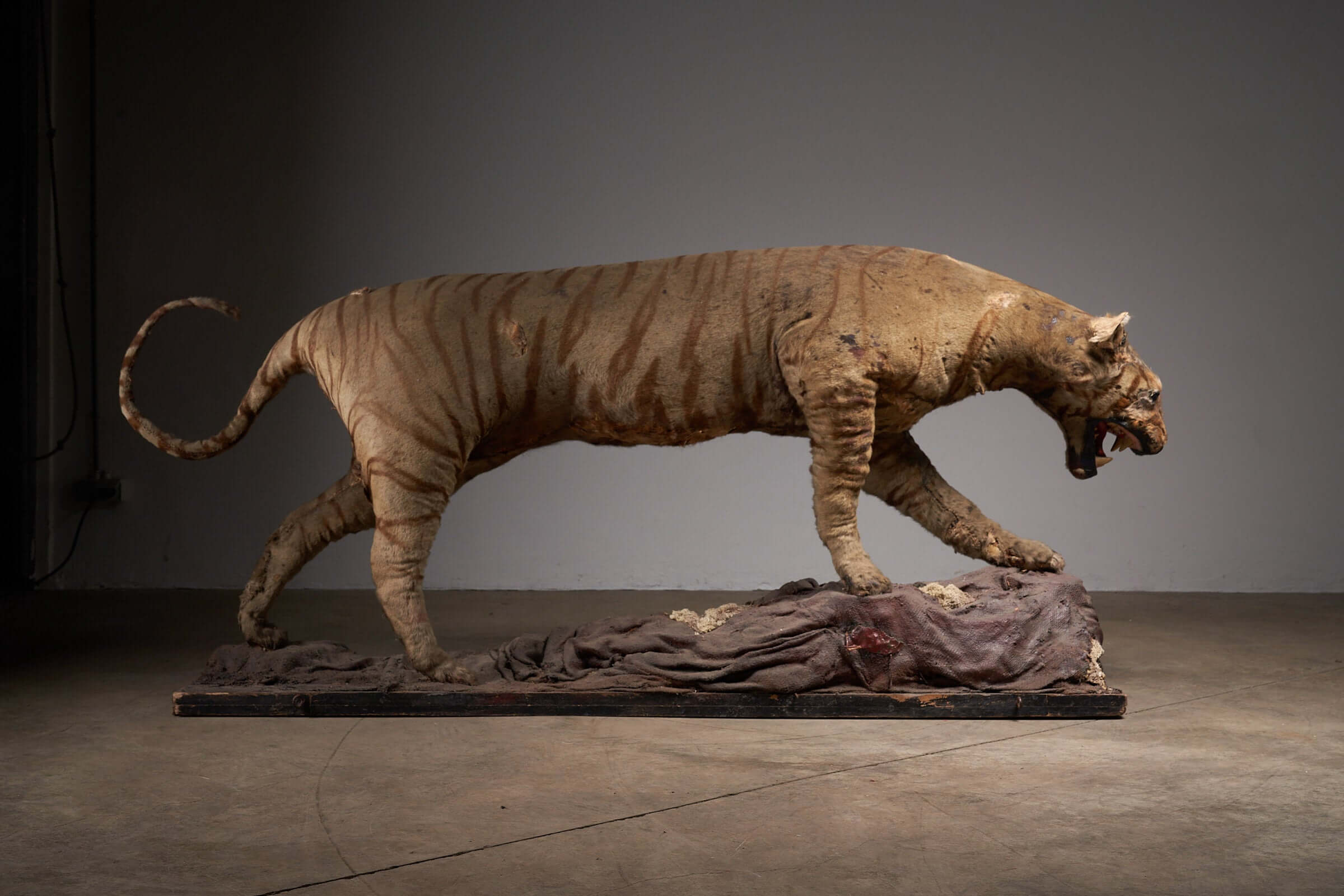 Antique taxidermy tiger display with prey, early 20th century, showcasing powerful stance and realistic details in a natural history setting.