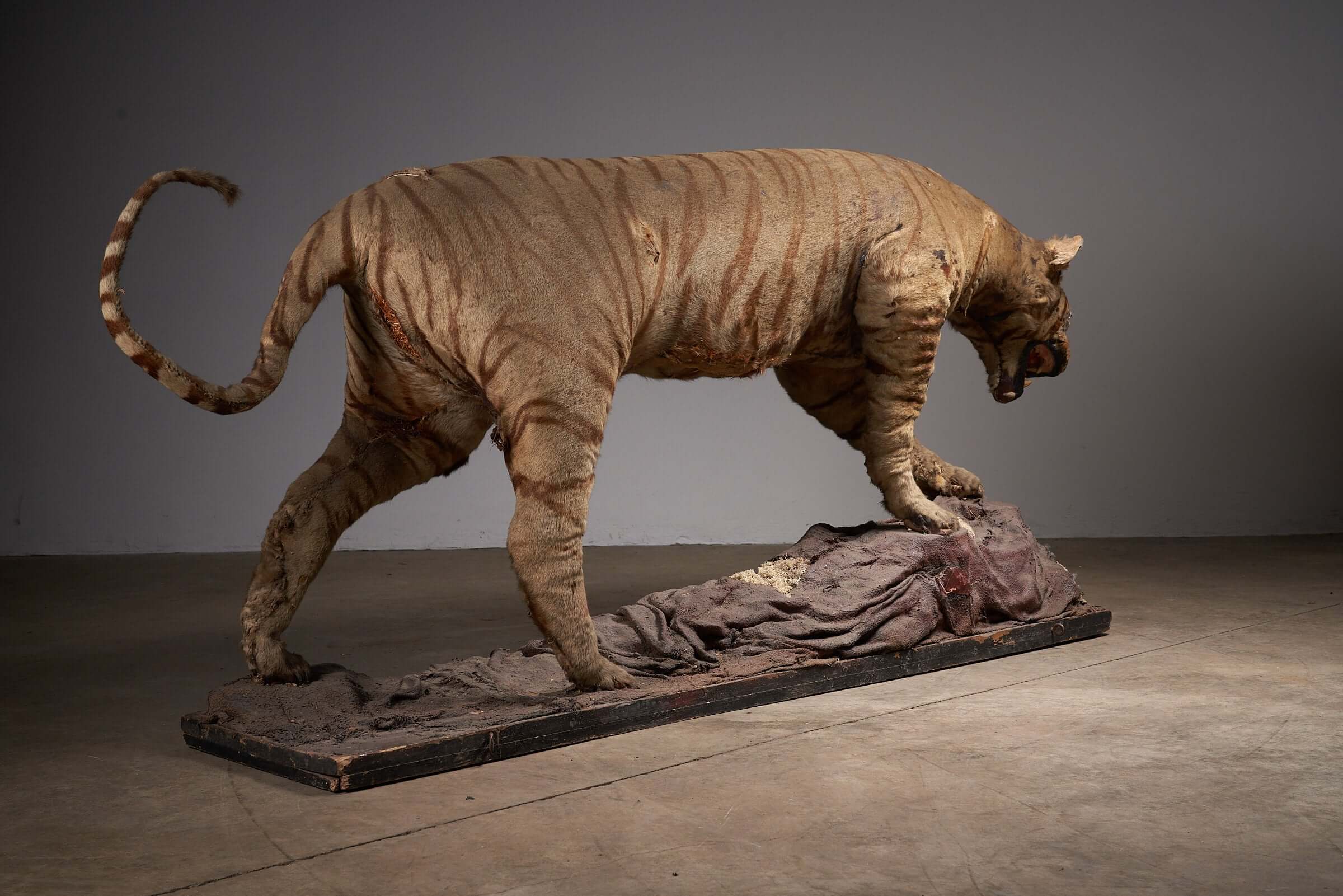 Antique taxidermy tiger display with prey, early 20th century, showcasing realistic details and powerful stance.