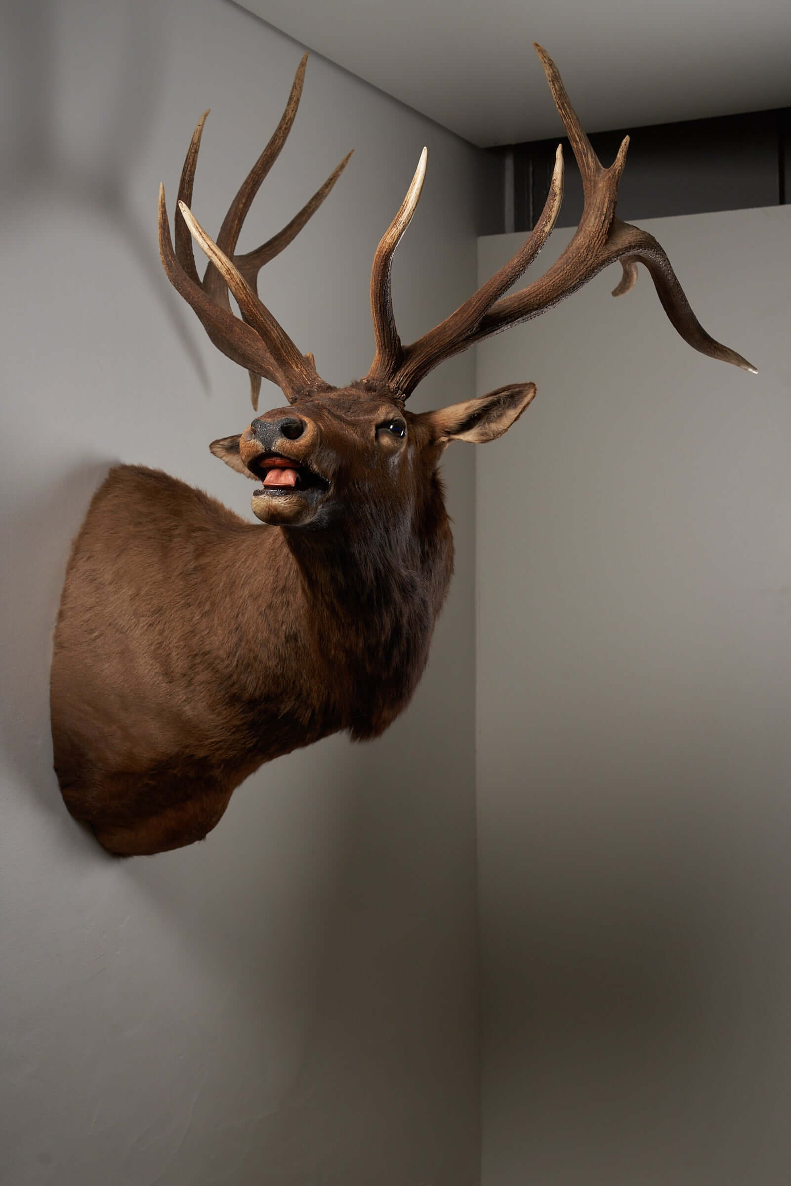 Mounted brown deer head taxidermy with majestic antlers on a wall, ideal for rustic interiors or wildlife enthusiasts