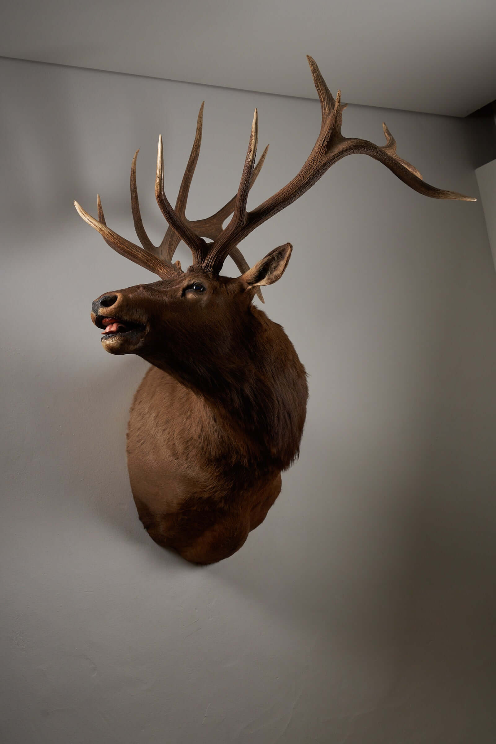 Mounted deer head taxidermy with majestic brown antlers against a grey background for rustic interior decor