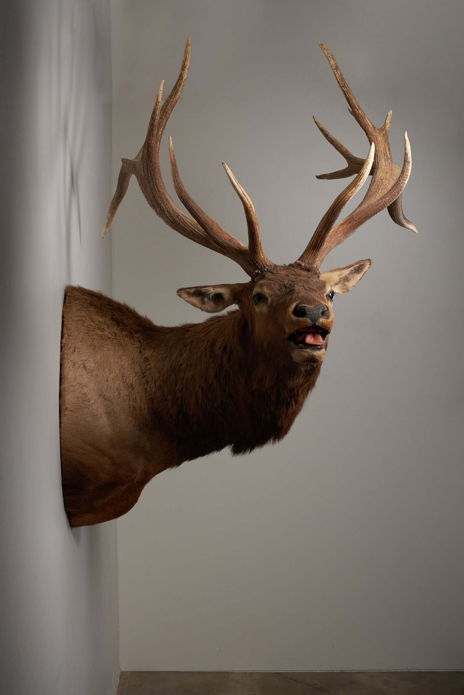 Mounted brown deer head taxidermy with majestic antlers displayed on wall, ideal for rustic decor and wildlife enthusiasts