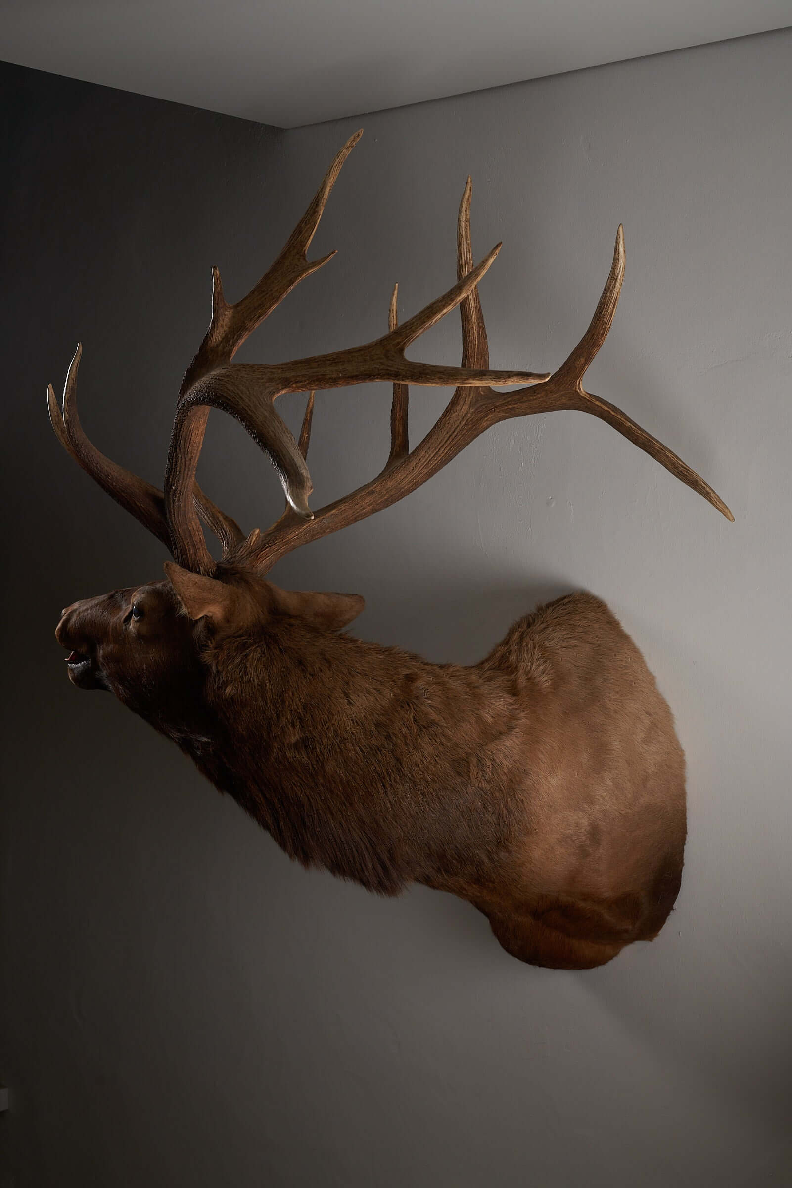 Mounted brown deer head taxidermy with majestic antlers for rustic decor