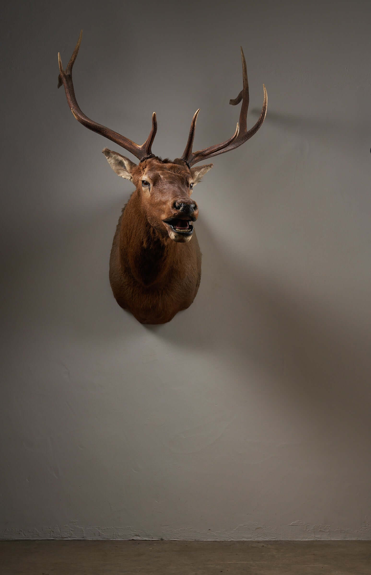 Mounted brown deer head taxidermy with impressive antlers, perfect for rustic home decor or hunting lodge display.