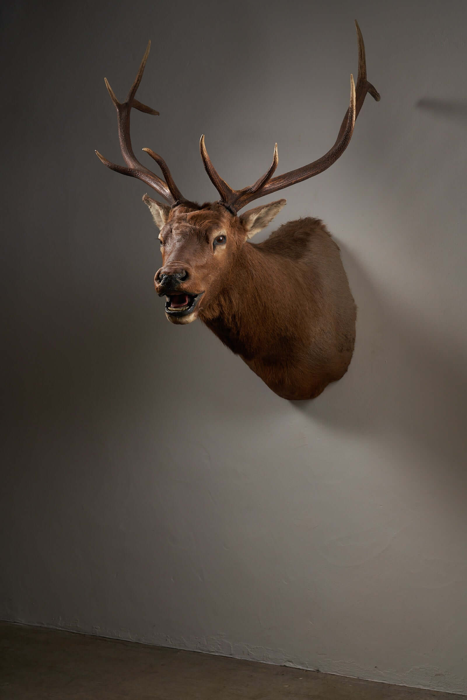 Mounted brown deer head taxidermy with impressive antlers on display, perfect for rustic home, cabin, or office decor.