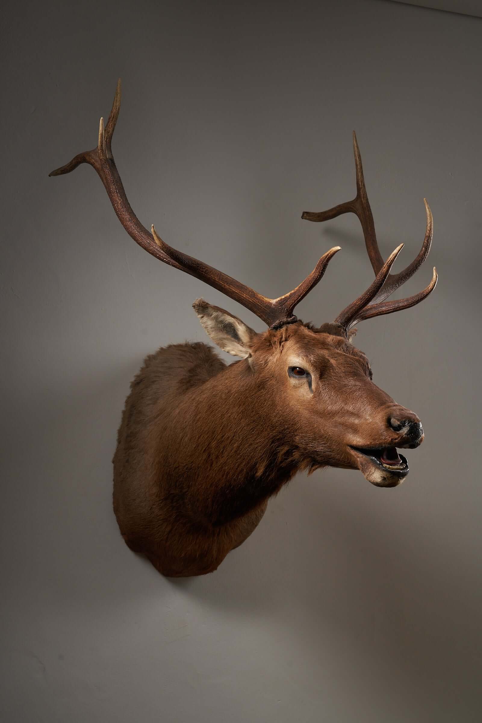 Mounted deer head taxidermy with impressive antlers, brown color, perfect for rustic home or cabin decor.