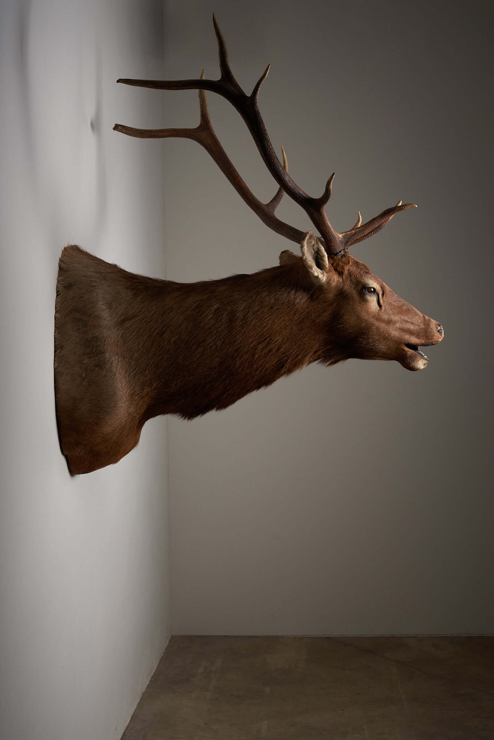 Mounted deer head taxidermy with impressive antlers, lifelike brown deer head on wall for rustic decor in home, cabin, or office.