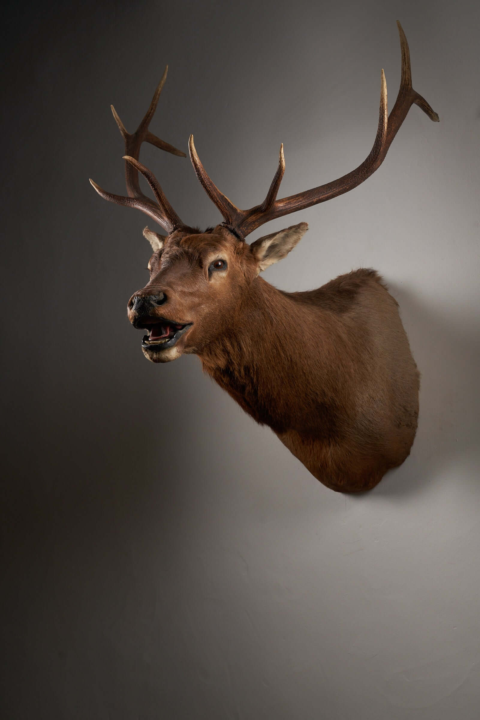 Mounted brown deer head taxidermy with impressive antlers on display, ideal for rustic home or office decor.